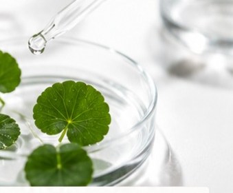 Centella Asiatica leaves in a lab dish with a dropper