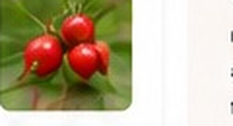 Rosehip Berry